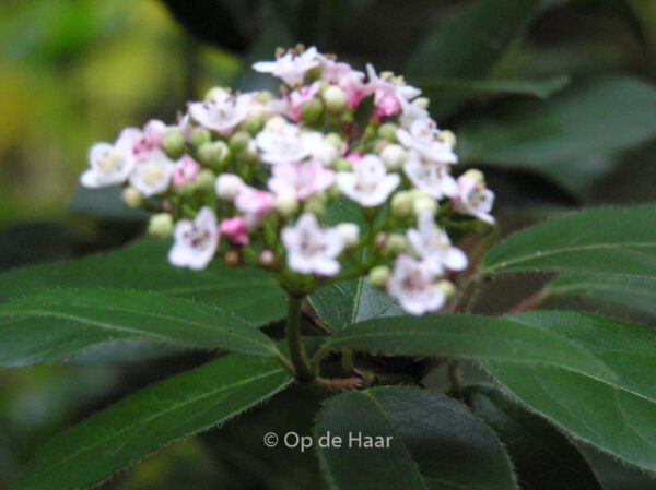 Viburnum tinus 'Eve Price' – Bild 8