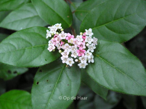 Viburnum tinus 'Eve Price'