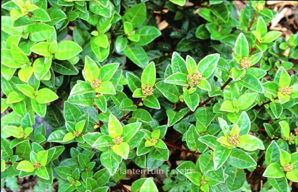 Viburnum tinus subcordatum – Bild 2