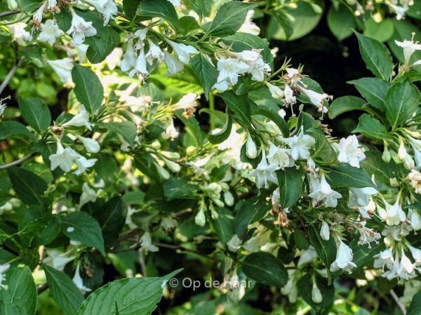 Weigela 'Bristol Snowflake' – Bild 2
