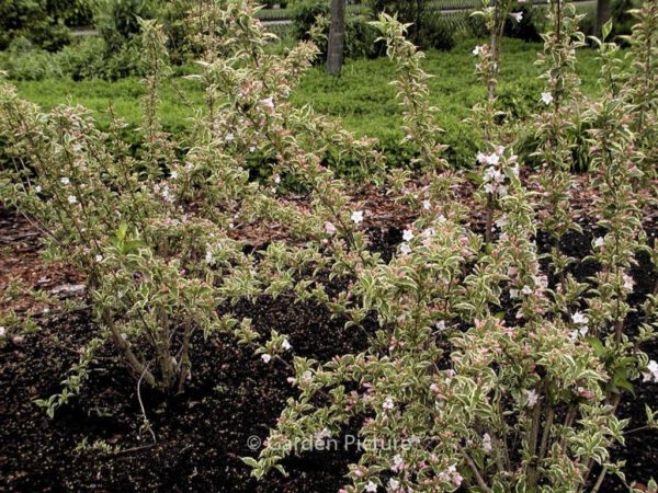 Weigela 'Nana Variegata' – Bild 3