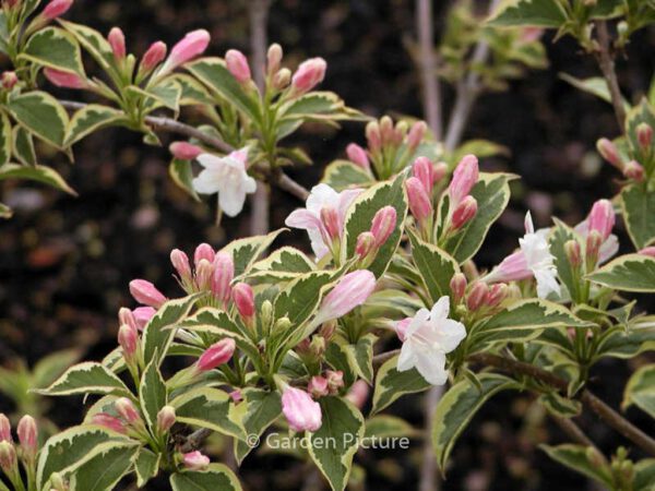 Weigela 'Nana Variegata'