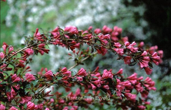 Weigela florida 'Victoria' – Bild 2