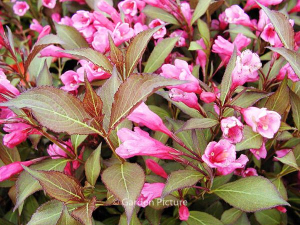 Weigela florida 'Victoria'