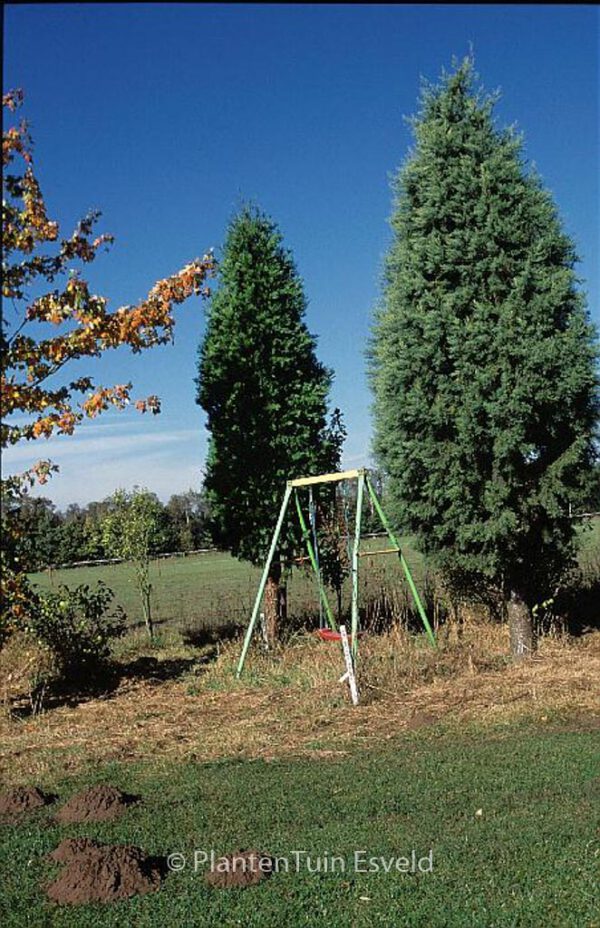 Calocedrus decurrens 'Pillar' – Bild 2