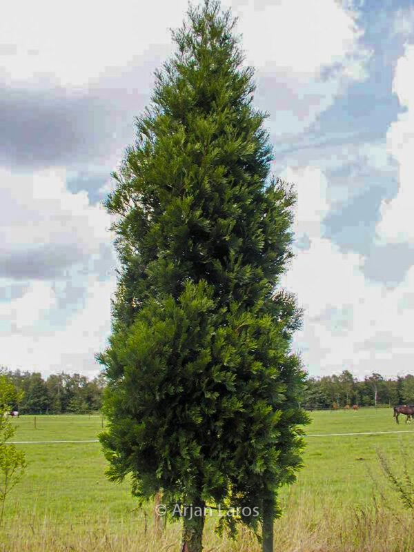 Calocedrus decurrens 'Pillar'