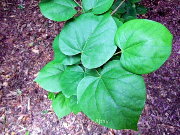 Cercis glabra – Bild 2