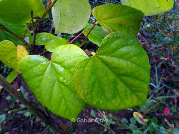 Cercis glabra – Bild 5