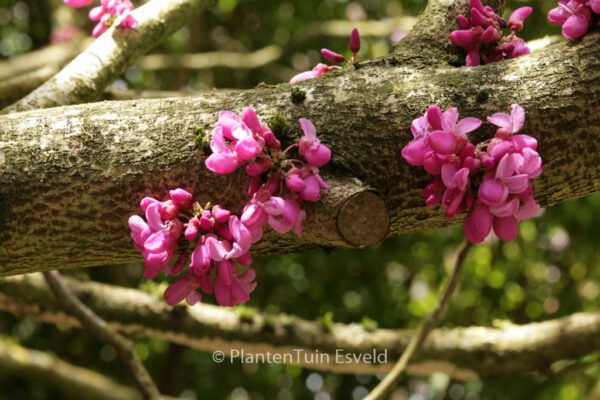 Cercis glabra – Bild 6