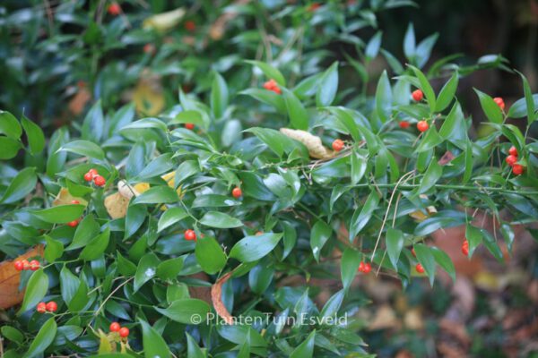 Danae racemosa – Bild 3