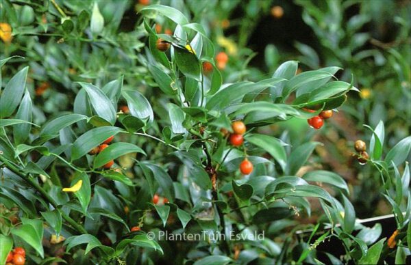 Danae racemosa – Bild 4
