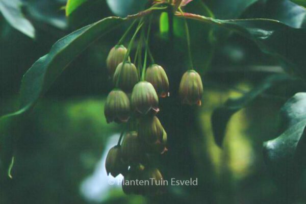 Enkianthus deflexus – Bild 2