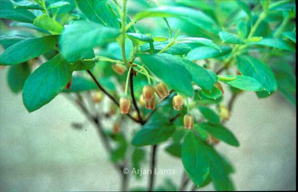 Enkianthus deflexus – Bild 3