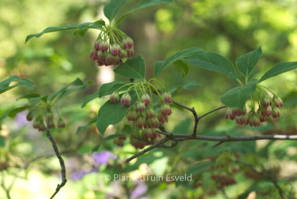 Enkianthus deflexus – Bild 4