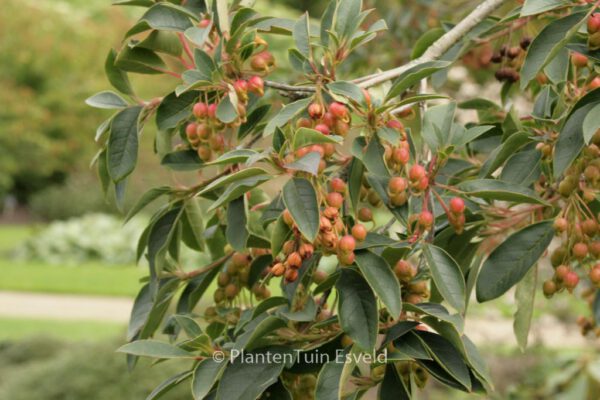 Enkianthus deflexus – Bild 5