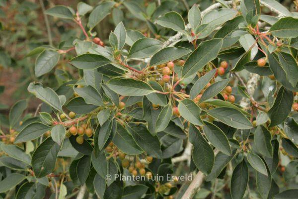 Enkianthus deflexus – Bild 6