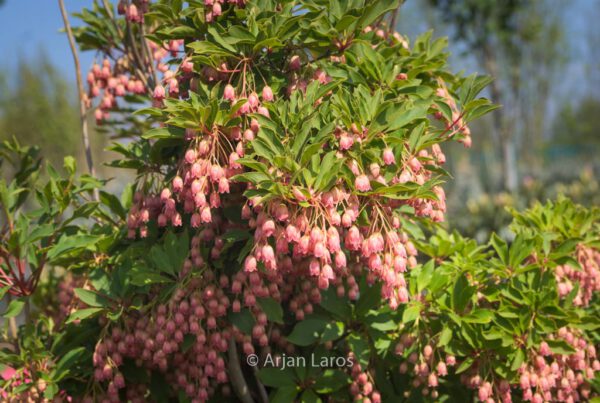 Enkianthus deflexus