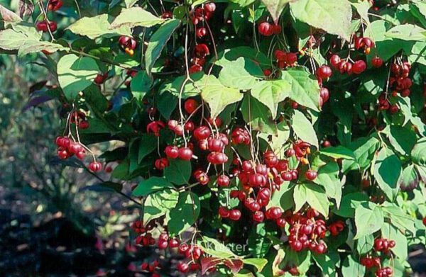 Euonymus oxyphyllus 'Waasland' – Bild 2