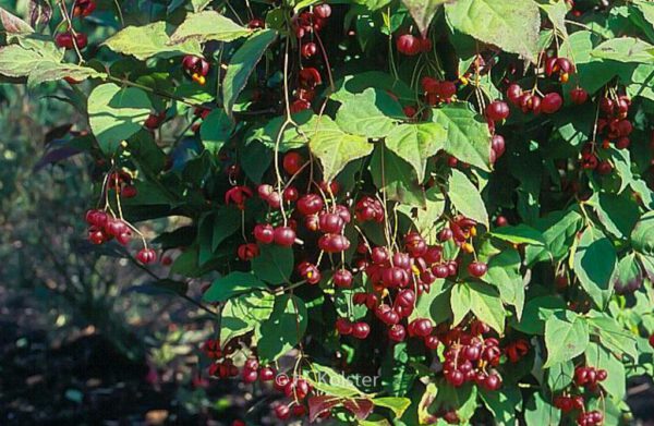 Euonymus oxyphyllus 'Waasland'