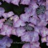 Hydrangea macrophylla 'H211902' (TIFFANY)