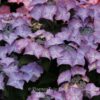 Hydrangea macrophylla 'H211902' (TIFFANY)