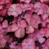 Hydrangea macrophylla 'H211902' (TIFFANY)