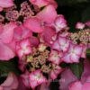 Hydrangea macrophylla 'H211902' (TIFFANY)