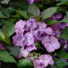 Hydrangea macrophylla 'H211902' (TIFFANY)