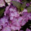 Hydrangea macrophylla 'H211902' (TIFFANY)