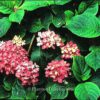 Hydrangea macrophylla 'Hoernli'