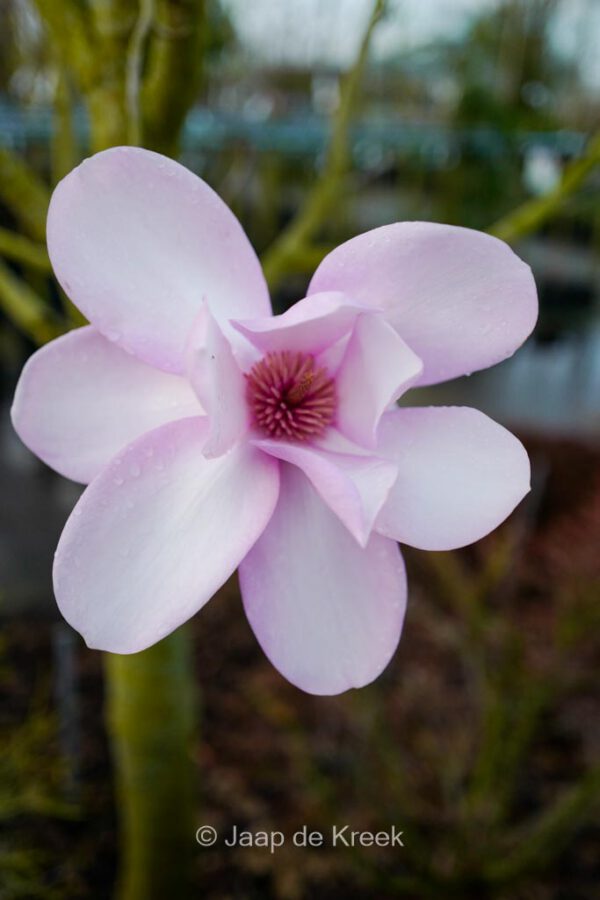 Magnolia sprengeri 'Marwood Spring' – Bild 3