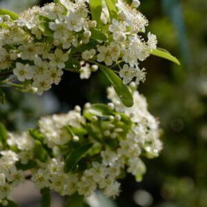 Pyracantha 'Cadange' (SAPHYR ORANGE)