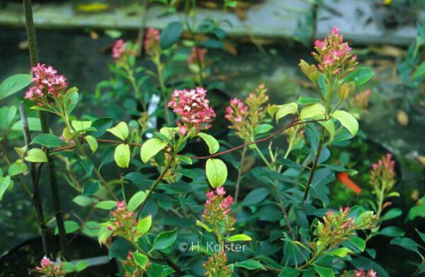 Rhaphiolepis delacourii 'Coates's Crimson' – Bild 2
