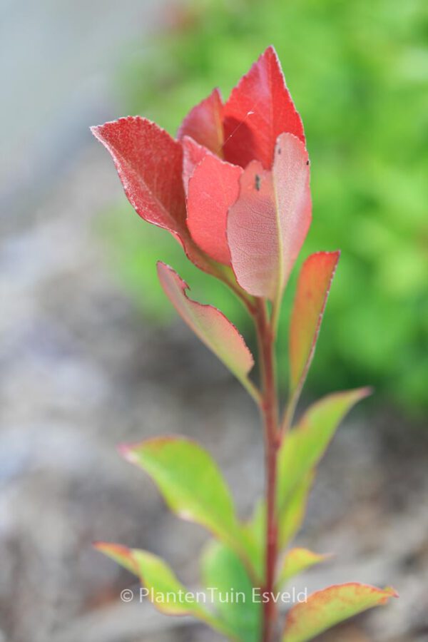 Rhaphiolepis delacourii 'Coates's Crimson' – Bild 3