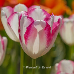 Tulipa 'Graceland'