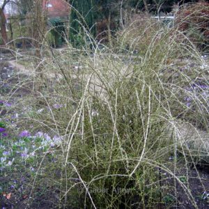 Lycium chinense