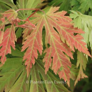 Acer japonicum x pseudosieboldianum