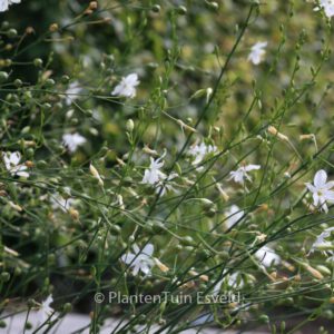 Anthericum liliago