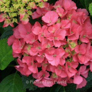 Hydrangea macrophylla 'Kolmasa' (MAGICAL SAPPHIRE)