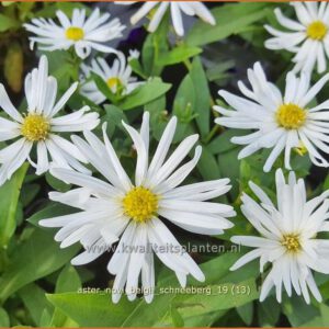 Aster novi-belgii 'Schneeberg'