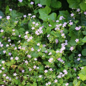 Claytonia sibirica