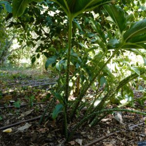 Sauromatum venosum
