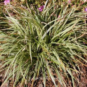 Carex 'Silver Sceptre'