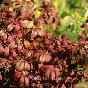 Euonymus alatus 'Fireball'