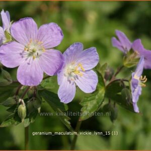 Geranium maculatum 'Vickie Lynn'