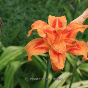 Hemerocallis fulva 'Kwanso'