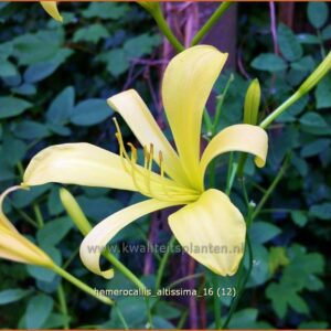 Hemerocallis altissima