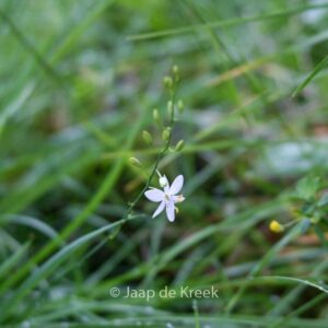 Anthericum ramosum