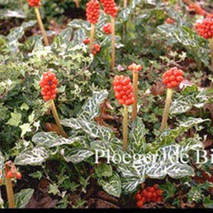 Arum italicum 'Marmoratum'