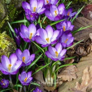 Crocus tommasinianus 'Ruby Giant'